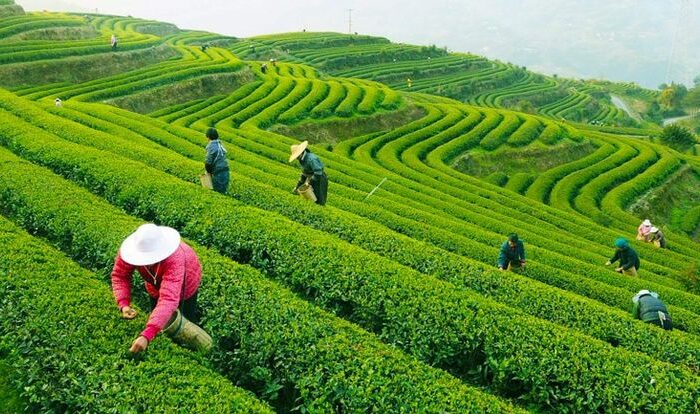 Biosar Hero Image 3 : Workers harvesting tea in terraces